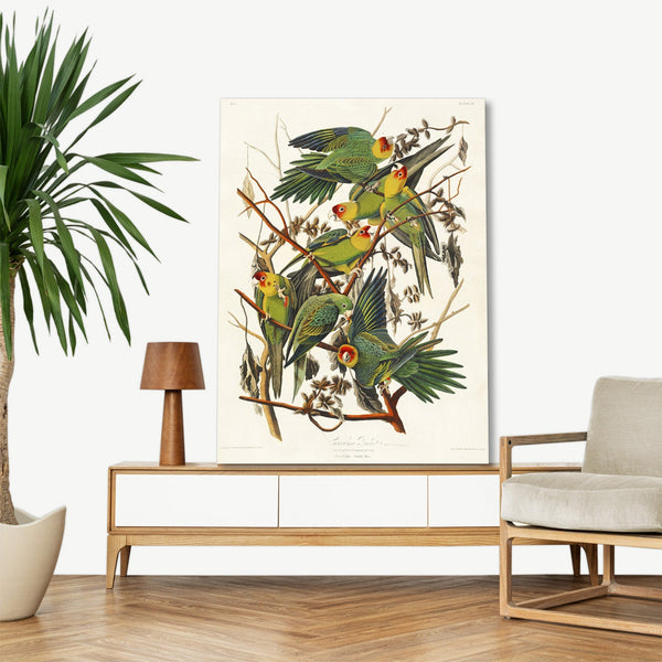 Quadro Stampa su Tela con Telaio in Legno John James Audubon - Carolina Parrot from Birds of America