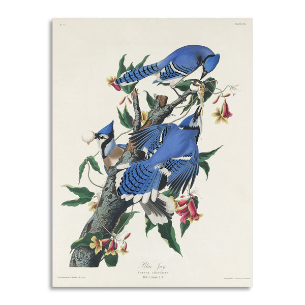 Quadro Stampa su Tela con Telaio in Legno John James Audubon - Blue Jay from Birds of America