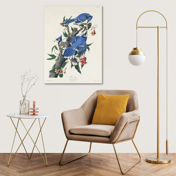 Quadro Stampa su Tela con Telaio in Legno John James Audubon - Blue Jay from Birds of America