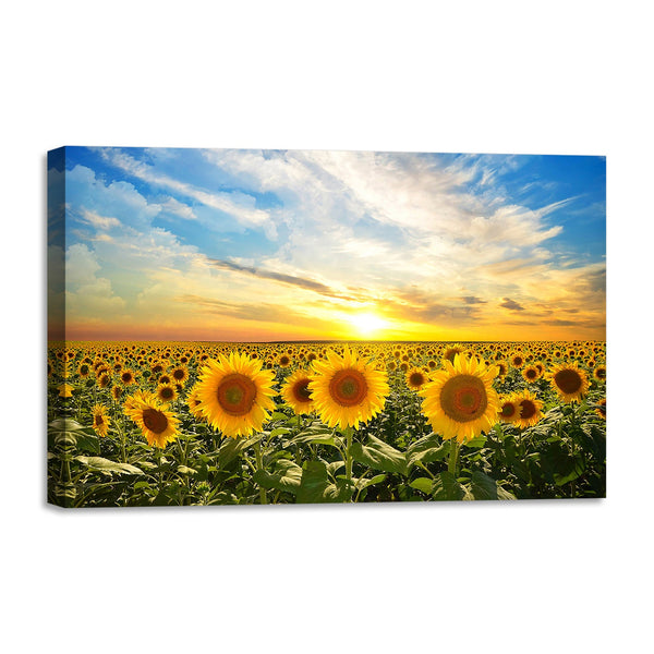 Quadro Stampa su Tela con Telaio in legno panorama campo di girasoli tramonto