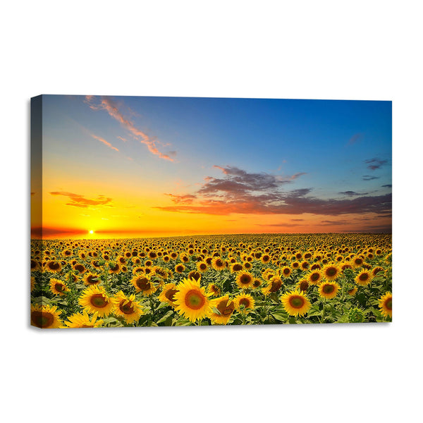 Quadro Stampa su Tela con Telaio in legno panorama campo di girasoli tramonto