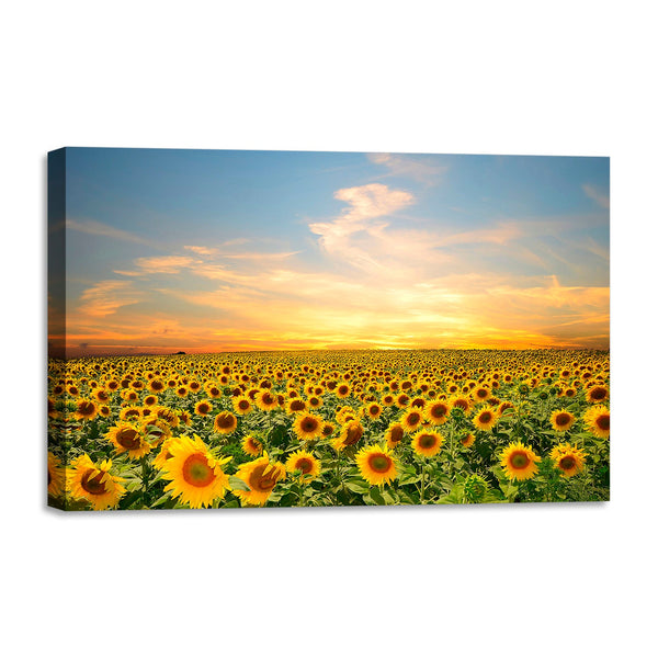 Quadro Stampa su Tela con Telaio in legno panorama campo di girasoli tramonto