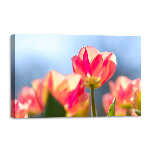 Quadro Stampa su Tela con Telaio in legno panorama fiori