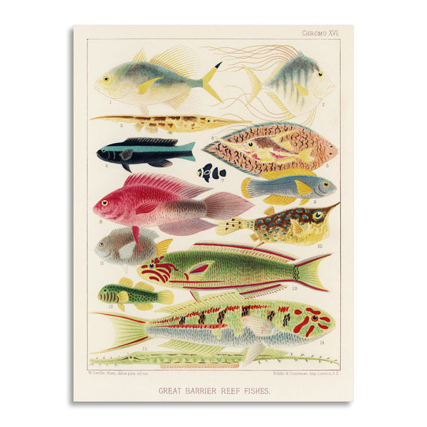 Quadro Stampa su Tela con Telaio in Legno William Saville-Kent - The Great Barrier Reef of Australia