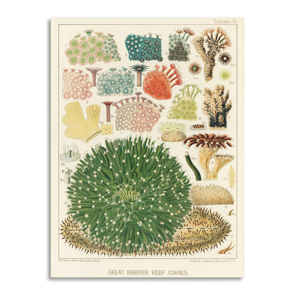 Quadro Stampa su Tela con Telaio in Legno William Saville-Kent - The Great Barrier Reef of Australia