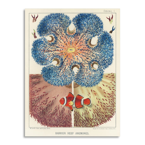 Quadro Stampa su Tela con Telaio in Legno William Saville-Kent - The Great Barrier Reef of Australia