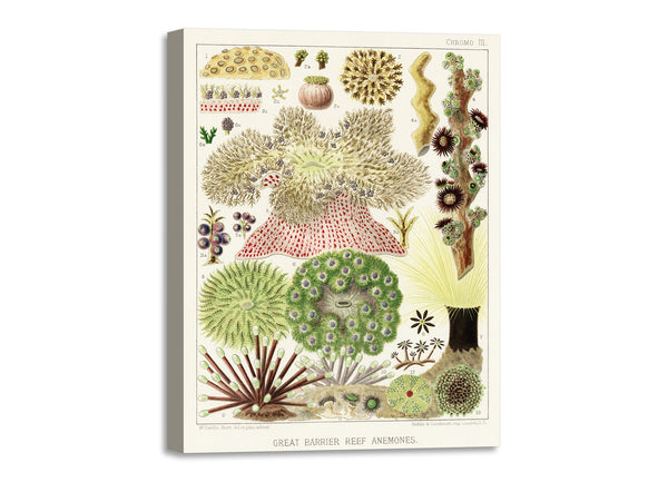 Quadro Stampa su Tela con Telaio in Legno William Saville-Kent - The Great Barrier Reef of Australia