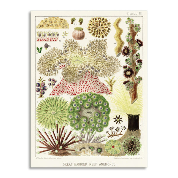 Quadro Stampa su Tela con Telaio in Legno William Saville-Kent - The Great Barrier Reef of Australia