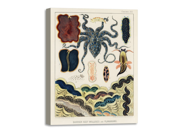 Quadro Stampa su Tela con Telaio in Legno William Saville-Kent - The Great Barrier Reef of Australia