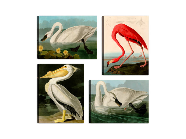 Quadri Stampa su Tela con Telaio in Legno 4 pezzi John James Audubon