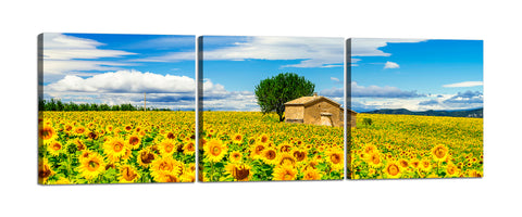 Quadri Stampa su Tela con Telaio in Legno 3 pezzi Campo di girasoli