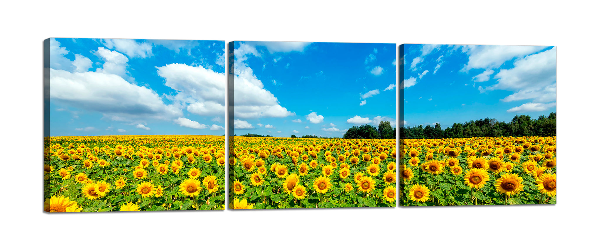 Quadri Stampa su Tela con Telaio in Legno 3 pezzi Campo di girasoli