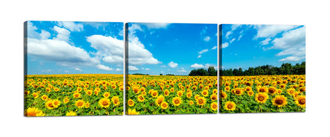 Quadri Stampa su Tela con Telaio in Legno 3 pezzi Campo di girasoli