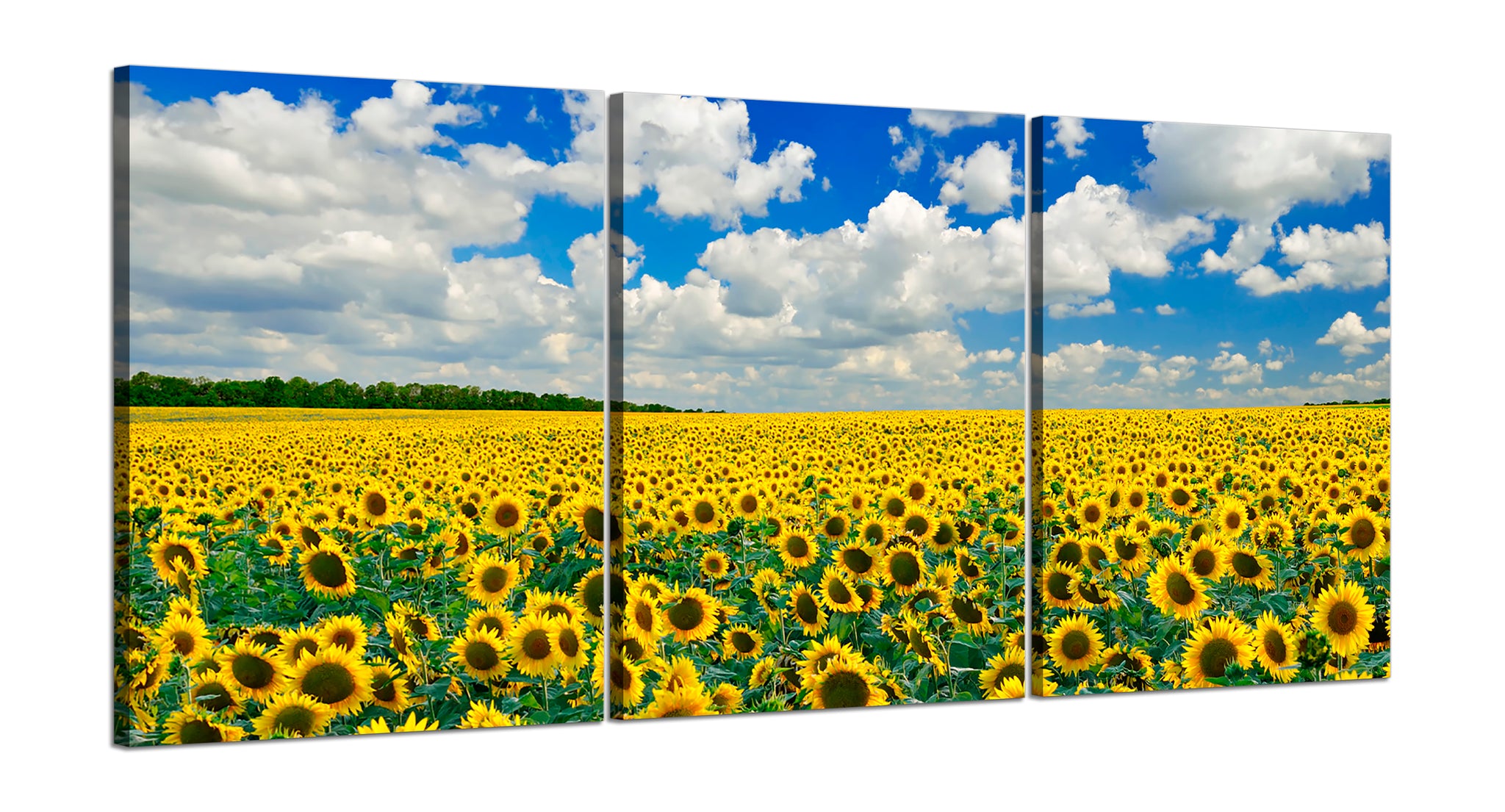 Quadri Stampa su Tela con Telaio in Legno 3 pezzi Campo di girasoli