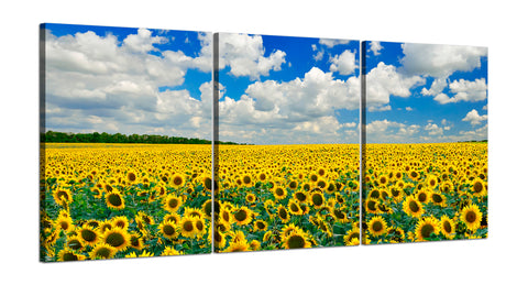 Quadri Stampa su Tela con Telaio in Legno 3 pezzi Campo di girasoli
