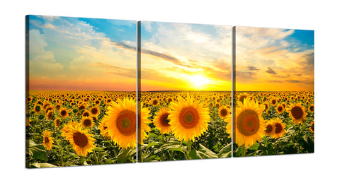Quadri Stampa su Tela con Telaio in Legno 3 pezzi Campo di girasoli al tramonto