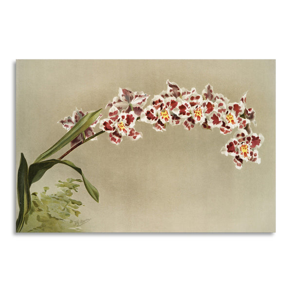 Quadro Stampa su Tela con Telaio in Legno Frederick Sander - Orchids