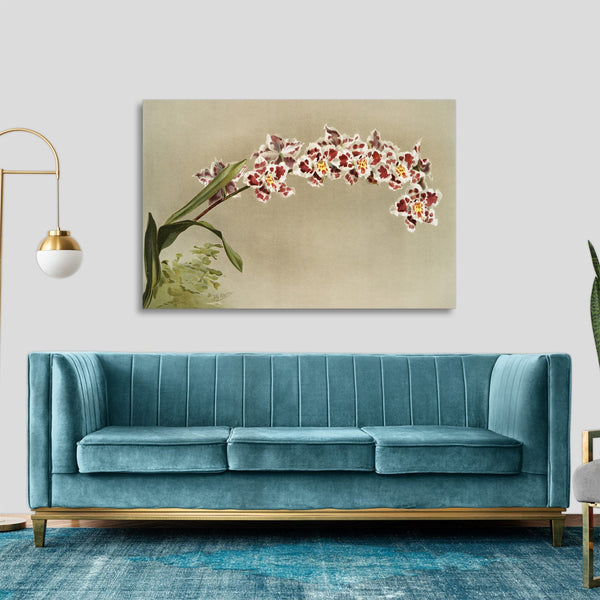 Quadro Stampa su Tela con Telaio in Legno Frederick Sander - Orchids