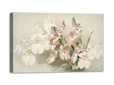 Quadro Stampa su Tela con Telaio in Legno Frederick Sander - Orchids