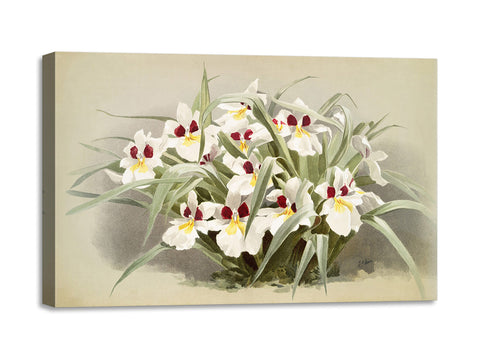 Quadro Stampa su Tela con Telaio in Legno Frederick Sander - Orchids