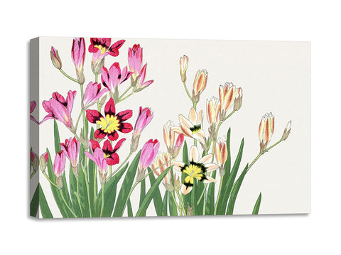 Quadro Stampa su Tela con Telaio in Legno Seiyo Soka Zufu - Vintage ixia flower