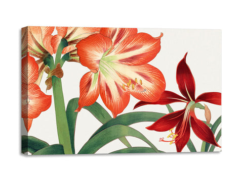 Quadro Stampa su Tela con Telaio in Legno Seiyo Soka Zufu - Vintage amaryllis flower
