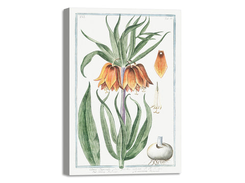 Quadro Stampa su Tela con Telaio in Legno Giorgio Bonelli - Corona Imperialis