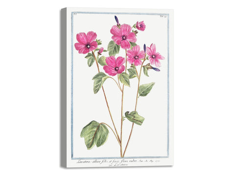 Quadro Stampa su Tela con Telaio in Legno Giorgio Bonelli - Tree Mallow