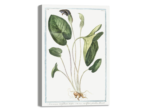 Quadro Stampa su Tela con Telaio in Legno Giorgio Bonelli - Arisarum Latifolium Majus