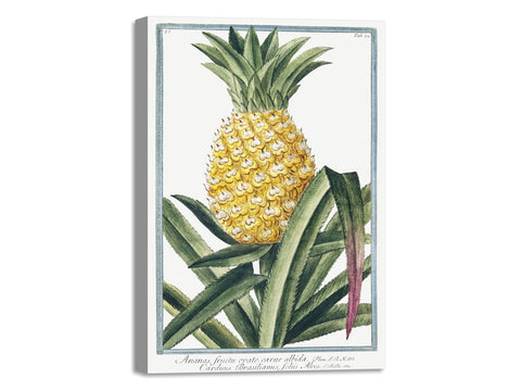 Quadro Stampa su Tela con Telaio in Legno Giorgio Bonelli - Pineapple