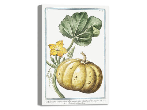 Quadro Stampa su Tela con Telaio in Legno Giorgio Bonelli - Cocuzza bitorzoluta