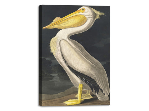 Quadro Stampa su Tela con Telaio in Legno John James Audubon - American White Pelican from Birds of America