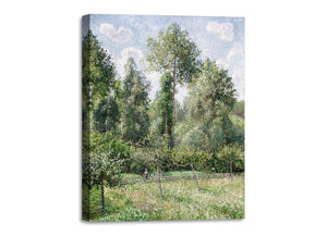 Quadro Stampa su Tela con Telaio in Legno Camille Pissarro - Poplars, Éragny