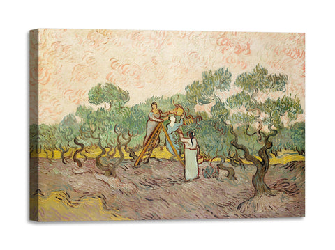 Quadro Stampa su Tela con Telaio in Legno Vincent van Gogh - The Olive Orchard