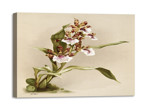Quadro Stampa su Tela con Telaio in Legno Frederick Sander - Orchids