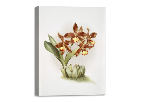 Quadro Stampa su Tela con Telaio in Legno Frederick Sander - Orchids