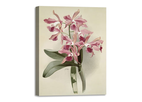 Quadro Stampa su Tela con Telaio in Legno Frederick Sander - Orchids
