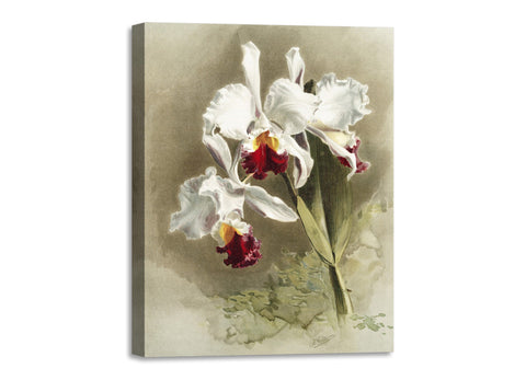 Quadro Stampa su Tela con Telaio in Legno Frederick Sander - Orchids