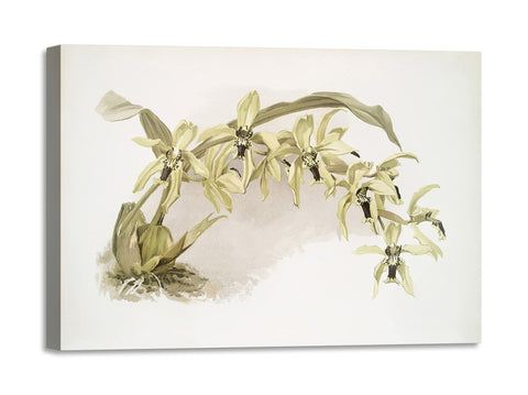 Quadro Stampa su Tela con Telaio in Legno Frederick Sander - Orchids