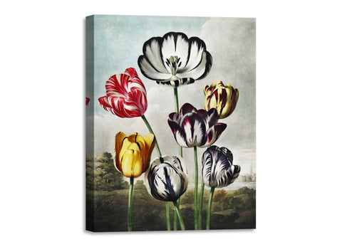 Quadro Stampa su Tela con Telaio in Legno Robert John Thornton - Tulips from The Temple of Flora