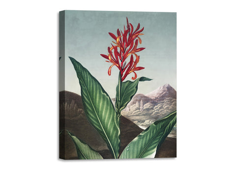 Quadro Stampa su Tela con Telaio in Legno Robert John Thornton - Indian Reed from The Temple of Flora