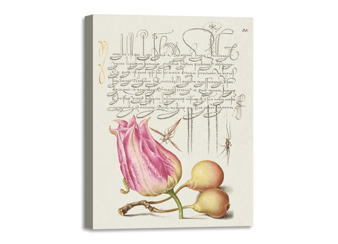 Quadro Stampa su Tela con Telaio in Legno Georg Bocskay and Joris Hoefnagel The Model Book of Calligraphy