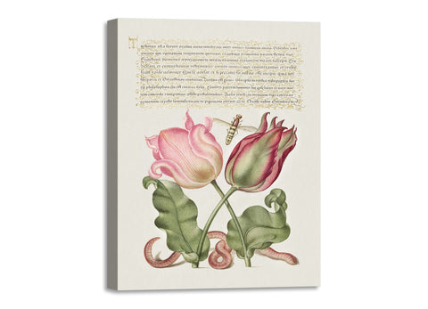 Quadro Stampa su Tela con Telaio in Legno Georg Bocskay and Joris Hoefnagel The Model Book of Calligraphy