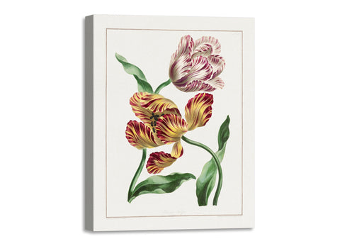 Quadro Stampa su Tela con Telaio in Legno John Edwards - Various Tulips