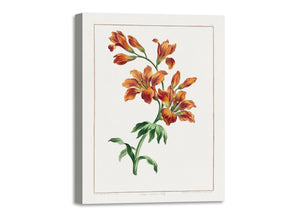 Quadro Stampa su Tela con Telaio in Legno John Edwards - Large Orange Lily