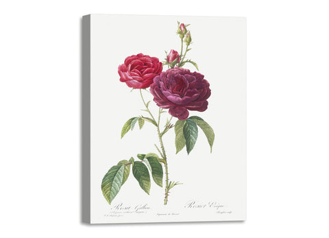 Quadro Stampa su Tela con Telaio in Legno Pierre-Joseph Redouté - Purple French Rose