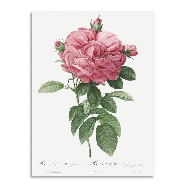 Quadro Stampa su Tela con Telaio in Legno Pierre-Joseph Redouté - Giant French rose bloom
