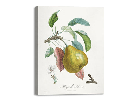 Quadro Stampa su Tela con Telaio in Legno Henri-Louis Duhamel du Monceau - Traité des arbres fruitiers