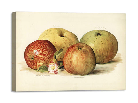 Quadro Stampa su Tela con Telaio in Legno John Wright - Apple