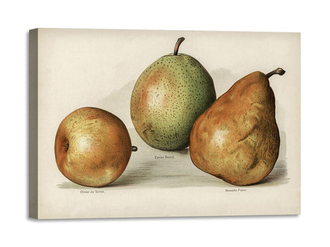 Quadro Stampa su Tela con Telaio in Legno John Wright - Pears